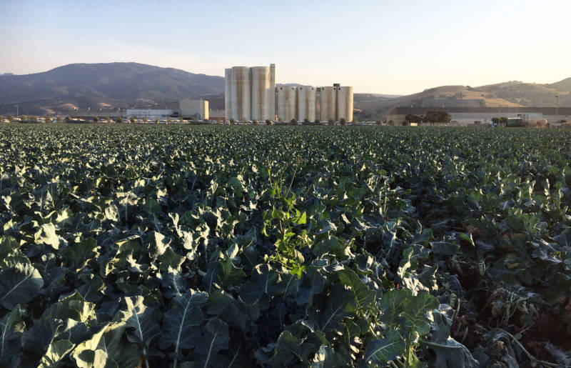 Broccoli fields now occupy land in front of the old Spreckels sugar factory site.