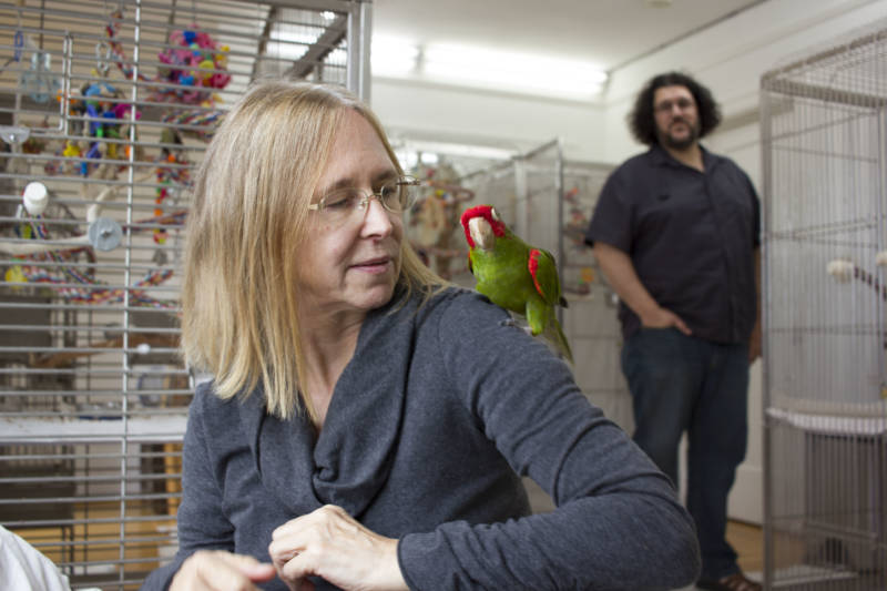 Chloe Redon and John Graziano run Mickaboo, a parrot rescue organization.