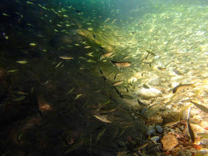 The Klamath River is prime habitat for coho salmon, like these juveniles. Coho in the Klamath River region are listed as threatened under the Endangered Species Act.