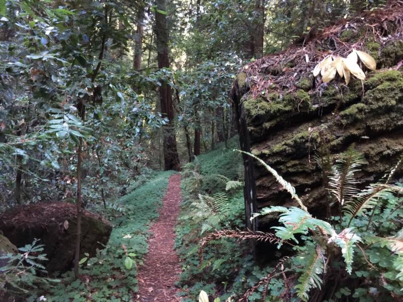 Portola Redwoods State Park. All state parks will be free to the public the day after Thanksgiving.