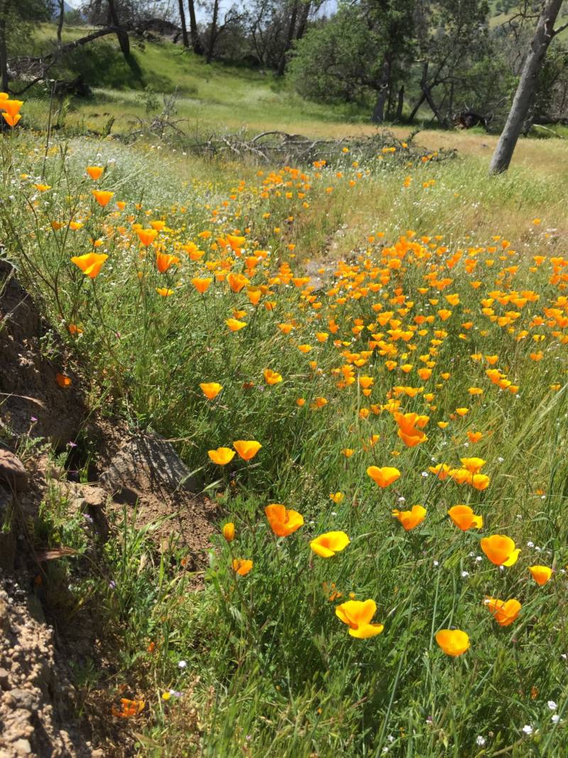 Springtime California poppies at Millerton Lake State Recreation Area. All state parks will be free to the public the day after Thanksgiving.