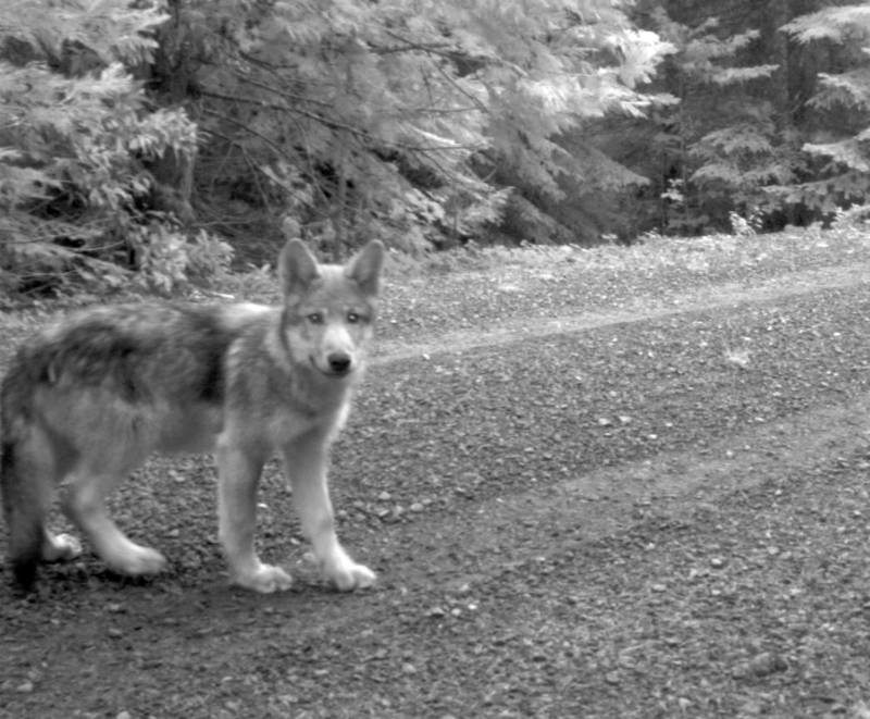 One of OR-7’s wolf pups -- and thus a member of the Rogue Pack -- photographed in 2014 in southwestern Oregon.
