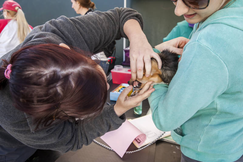  Veterinarian Bianca Zampieri (left) checks the teeth King, a six-month old puppy, while veterinary technician Stacy Turner holds him. King was brought to the clinic by his owner Jernika Robinson in order to get his core shots done.