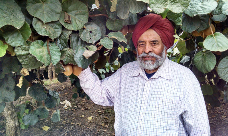 At 86, Mohinder Singh Ghag still farms kiwis in Live Oak, California.