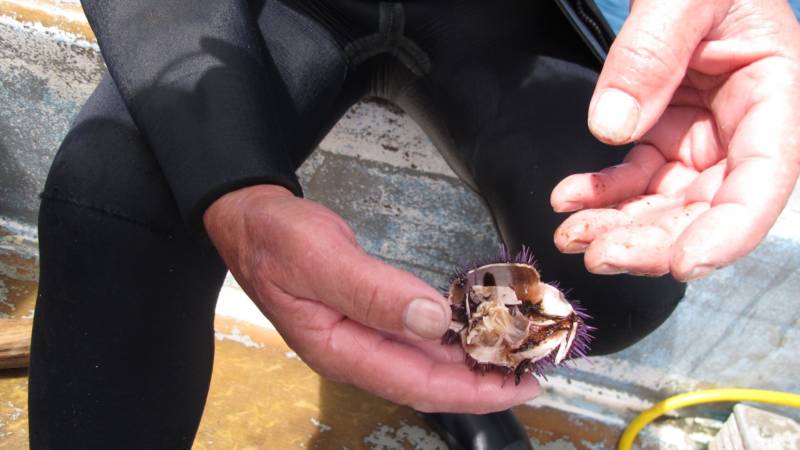 Holcomb shows the insides of an empty purple urchin, surviving without much kelp to eat.