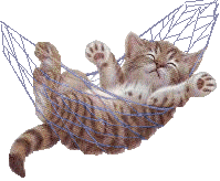 cat_swinging_in_a_hammock