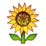 261-sunflower