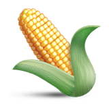 ear-of-maize