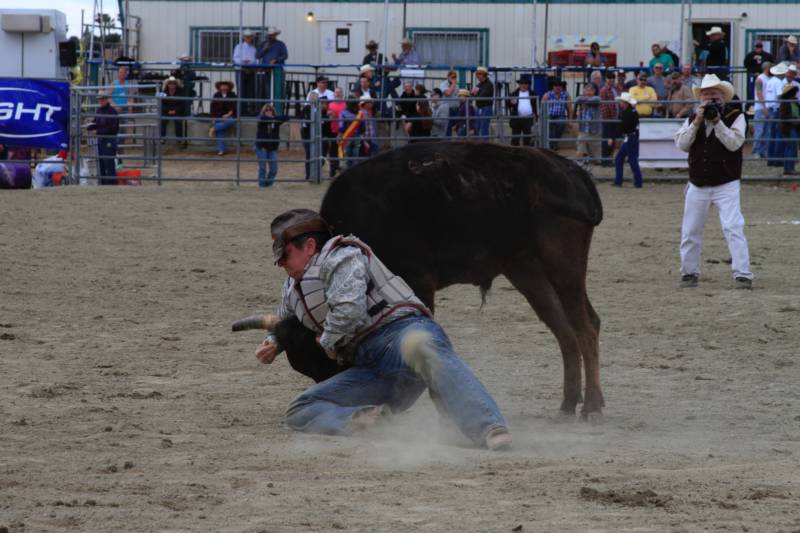 Teenie in a chute dogging event. Traditionally women are not able to compete in steer/ bull events.