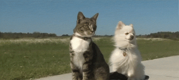 Today's Self-Care Tip: Looking at Animated Gifs of Unlikely Animal Friends