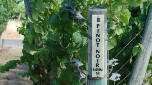 Pinot Noir is a variety that does well in cool climates and is particularly vulnerable to warming temperatures. These vines were planted at Saintsbury Winery, in Napa Valley. (Photo by Joan Johnson Miller/KQED, 2007).