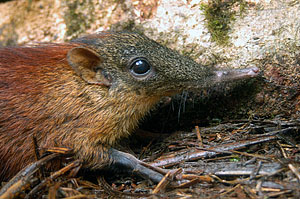 Discovery of a New Species: A Giant Elephant-Shrew | KQED