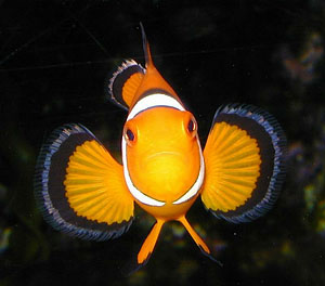 nemo tropical fish