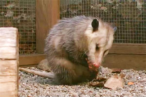 Opossums are marsupials, just like kangaroos.