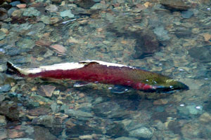 California Coho Salmon are listed as federally protected, and are critically endangered