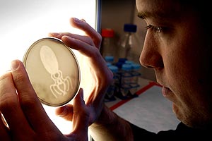 UCSF biologist Jeff Tabor holds up an ecoli culture designed to display the shape of a squid.