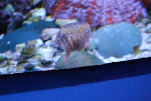 They’re kind of like an octopus and kind of like a squid; they aren’t fish, and they’re not cuddly. But cuttlefish are some of the coolest critters you’ll ever find in the ocean.