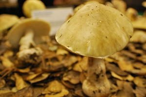 Death cap mushrooms, like this one on display at the recent Fungus Fair in Berkeley, are suspected in four poisonings since September