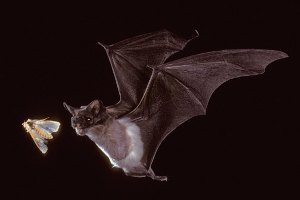 A Mexican free-tailed bat hunts a corn earworm moth.