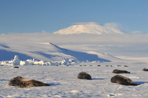 Weddell seals sleeping on the ice at the McMurdo station in Antarctica, where Dan Costa and his graduate students conducted research in early 2011. 