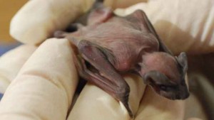 Four-day-old Mexican-free tailed bat pup