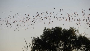 Mexican free-tailed bats fly out at sunset