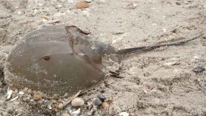 Horseshoe crabs are related to spiders and scorpions.