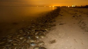 Horseshoe crabs crowd onto the beach at night.
