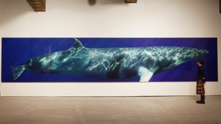 A visitor at Tokyo's Tamada Museum views Bryant Austin's life-sized print of a Minke Whale