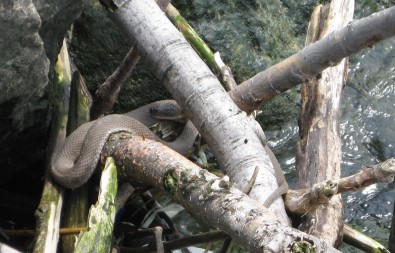 Lake Erie Water Snake (LEWS)