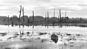 black and white image of dead upright trees and water