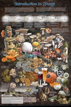 fungi poster