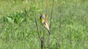 Dickcissel - a grassland bird. Photo Credit: Amy Larson 