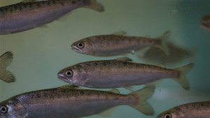 Endangered coho salmon smolts