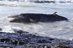 Stranded minke whale