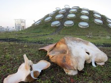 Whale skull on Academy's rooftop
