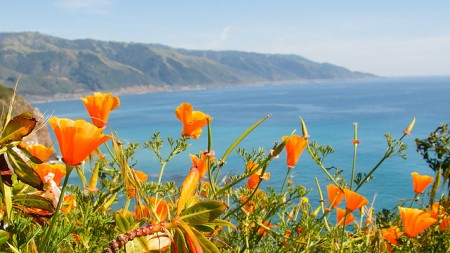 Poppies on Big Sur Coastline