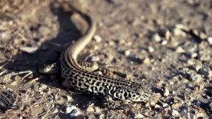 Western whiptail lizard in San Joaquin Valley
