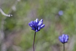 Brodiaea "blue dicks" wildflowers