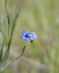 Blue-eyed grass at Sunol Regional Wilderness by Samuel Embry