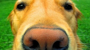 dog nose macro