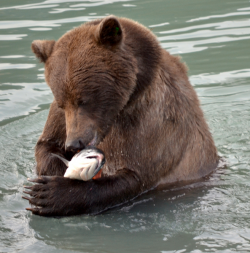 grizzly with salmon