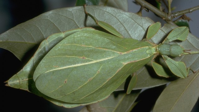 Leaf insect camouflage