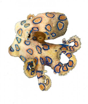 Blue-Ringed Octopus by Meghan Rock