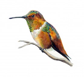 Allen's Hummingbird by Karen Talbot