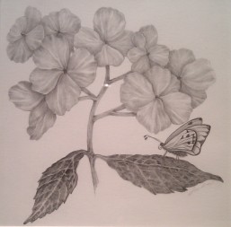 California Butterfly by Sondra Cohelan