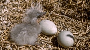 heron chick with eggs