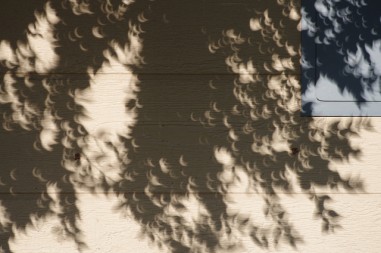eclipse through leaves