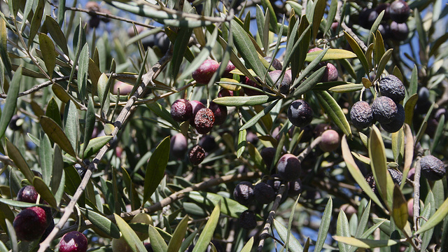 Olives left on the tree