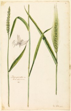 Botanical study of white wheat